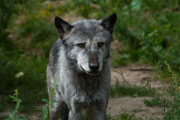 Timberwolf looking bad 