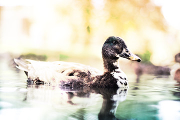 Duck on a pond with background sunset over the water