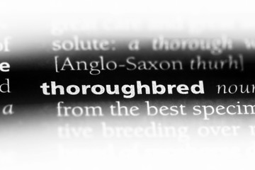 thoroughbred