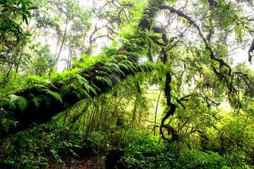 Fototapeta premium Rain forest with trees