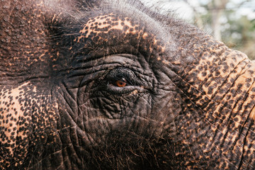 eye of an elephant