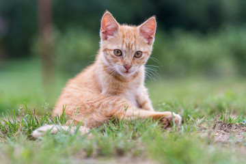 Kitten sitting on the grass. Shallow depth of filed.