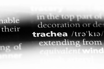 trachea