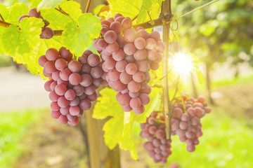 Fototapeta premium Weinreben am Weinstock