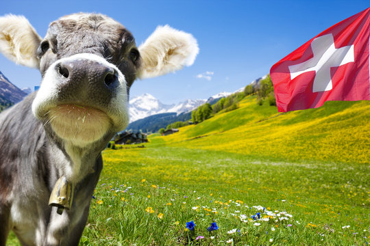 Kuh in der Schweiz