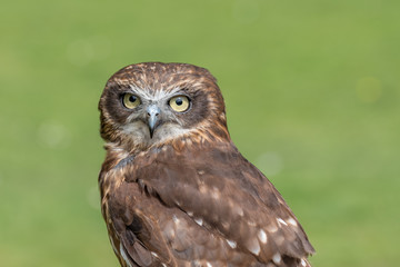 Little Owl