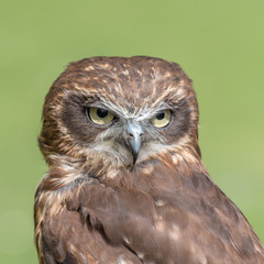Little Owl