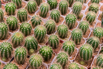 Echinopsis cactus in pot pattern