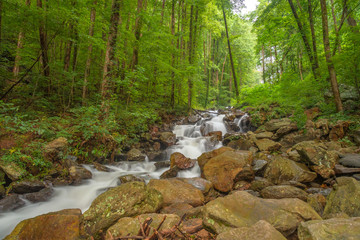 Fototapeta premium Stream and rapids through the woods