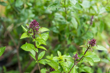 Ocimum vegetable with flower in garden