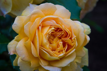 The Cream Rose
