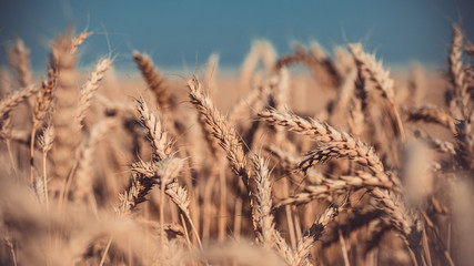Fototapeta premium rye