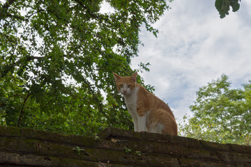 Fototapeta premium 猫・レンガ・壁・散歩・快晴
