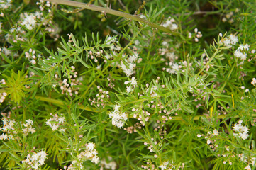 Asparagus aethiopicus or sprenger's asparagus green plant with white flowers