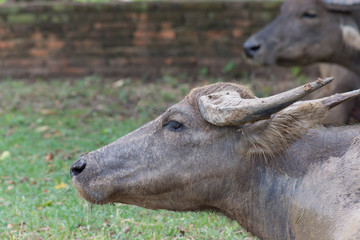 Fototapeta premium 牛・バッファロー・散歩・放牧