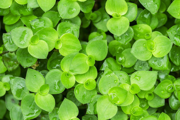 Patterns on leaves in nature