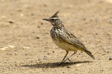 Cochevis huppé,.Galerida cristata, Crested Lark