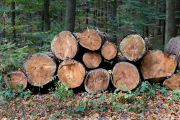 Pile of logs on meadow in forest. Trunks of trees stacked neatly in the woods.