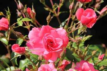 Krzak różowych róż w ogrodzie - kwiat, życzenia