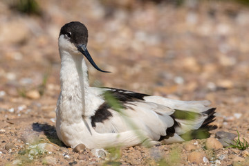 American Avocet