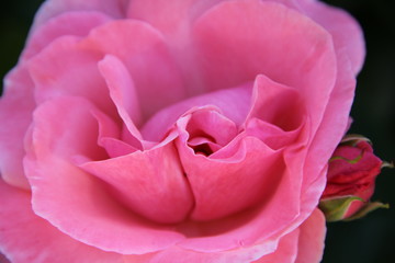 Delikatna różowa róża - makro -zbliżenie na płatki