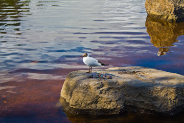 Seagull on stone