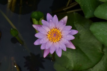 purple lotus in water