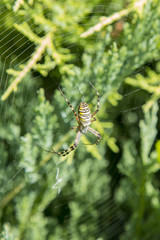 A large spider with yellow stripes on a cobweb in the garden. Spider garden-spider lat. vertical photo