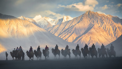 Caravan of people riding on camels in dusty Nubra valley - obrazy, fototapety, plakaty