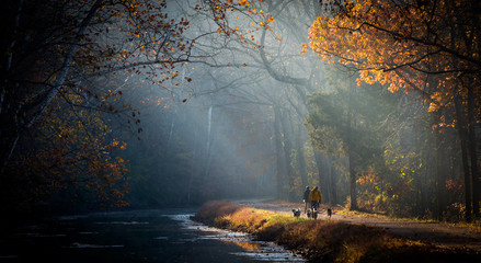 Foggy morning Rays of Light