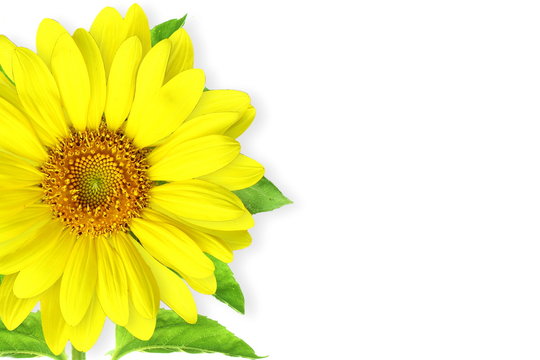 summer blossoming sunflower isolated on white background