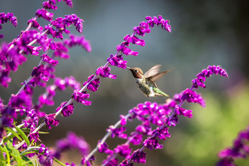 Anna's Hummingbird in Flight with Purple Flowers