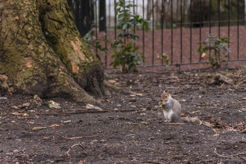 Squirrel at Hyde Park, London
