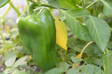 Poivron vert dans le jardin 