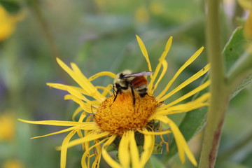 Mr. Bee