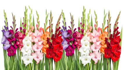 Selbstklebende Fototapete Blumen Gladiolenblumen lokalisierten weißen Hintergrund