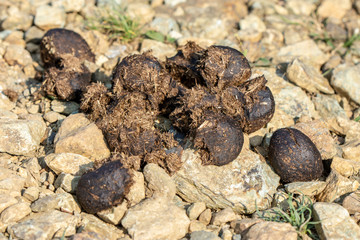mucchio di cacca di cavallo