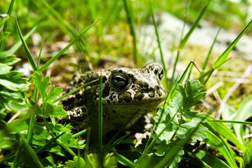 bad frog