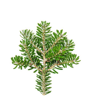 Pine sprig Christmas tree branches isolated white background
