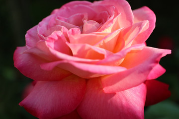 Pink  Rose