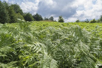 Beautiful mountain view from the hills on the path to the Eho hut. The Troyan Balkan is exceptionally picturesque and offers a combination of wonderful mountain scenery, fresh air.