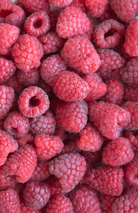 Bright delicious natural background of many ripe juicy red fragrant raspberry berries