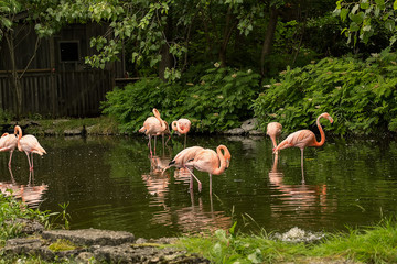 Pink Flamingos