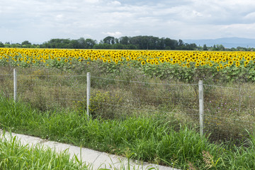 A field of sunflowers a bit off the highway. An endless sea of ​​beautiful yellow plants that fill the horizon.