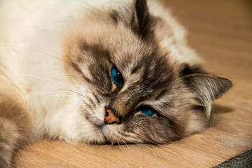 Obraz premium Sweet furry Cat with blue eyes