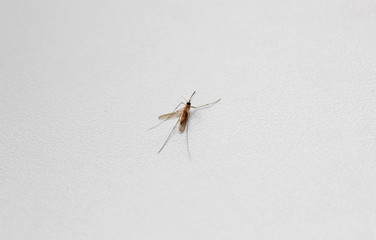 Dead mosquito lies on a white table