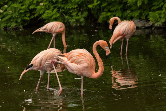 Fototapeta Pink Flamingos