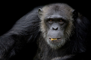 Cute Chimpanzee hold peanut in his mouth on black background