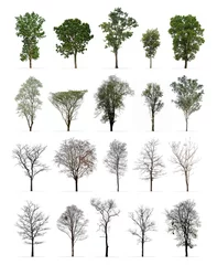 Gardinen Set of spring and winter trees isolated on white background : Different kinds of tree collection © Prin
