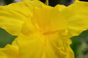 Obraz na płótnie Canvas Makroaufnahme einer leuchtend gelben Lilie